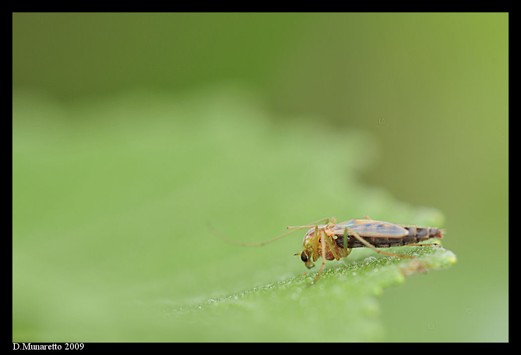 Chironomide...delle fiabe!